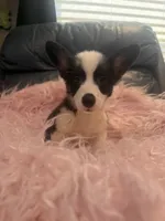 Tiny Morgan, a female Pembroke Welsh Corgi for sale in Hendrix, OK – 5 of 9