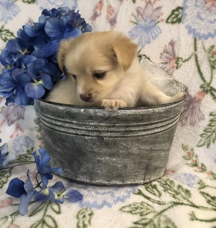 Tiny fluffball jake – Chihuahua puppy for sale in Hendrix, OK