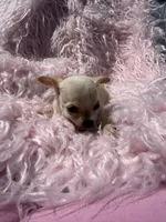 Jackie, a female Chihuahua for sale in Hendrix, OK – 4 of 4