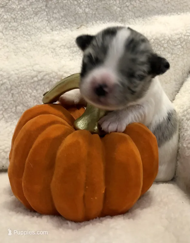 Super Tiny Lucas  – Chihuahua puppy for sale in Hendrix, OK