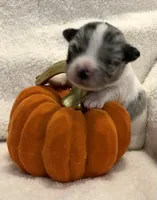Super Tiny Lucas , a male Chihuahua for sale in Hendrix, OK – 1 of 2