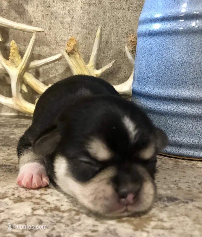 Reba – Chihuahua, Pekingese puppy for sale in Hendrix, OK