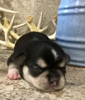 Reba, a female Chihuahua and Pekingese for sale in Hendrix, OK – 1 of 4