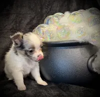 Princess (blue Merle) (LH), a female Chihuahua for sale in Hendrix, OK – 2 of 8