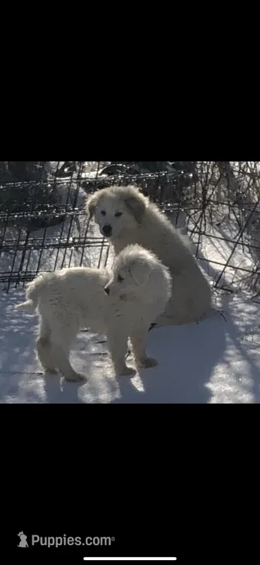 Guardian – Anatolian Shepherd Dog, Great Pyrenees puppy for sale in Hendrix, OK