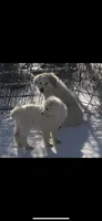 Guardian, a male Anatolian Shepherd Dog and Great Pyrenees for sale in Hendrix, OK – Photo 1 of 2