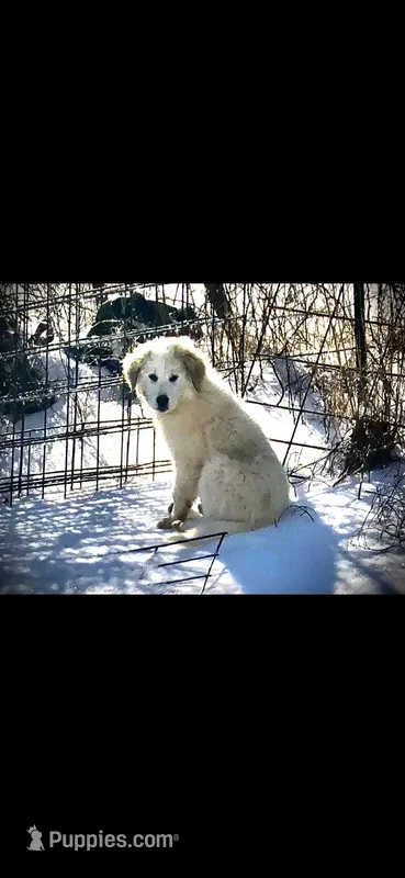 Guardian – Anatolian Shepherd Dog, Great Pyrenees puppy for sale in Hendrix, OK