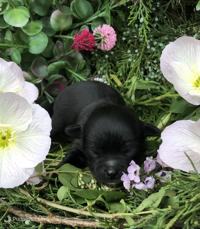 Tiny, tiny LH – Chihuahua puppy for sale in Hendrix, OK