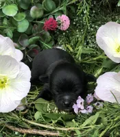 Tiny, tiny LH, a male Chihuahua for sale in Hendrix, OK – Photo 1 of 4