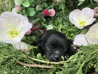 Tiny, tiny LH, a male Chihuahua for sale in Hendrix, OK – Photo 3 of 4