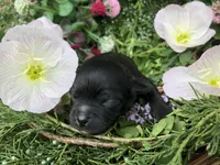Tiny, tiny LH, a male Chihuahua for sale in Hendrix, OK – Photo 2 of 4