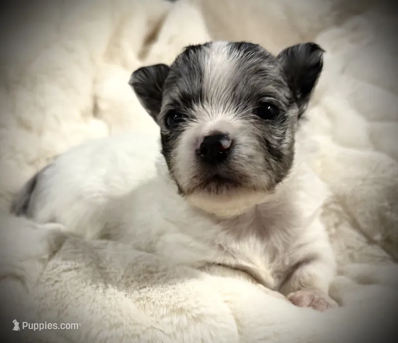 Kane – Chihuahua puppy for sale in Hendrix, OK