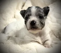 Kane, a male Chihuahua for sale in Hendrix, OK – 1 of 3