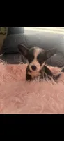 George, a male Pembroke Welsh Corgi for sale in Hendrix, OK – 2 of 5