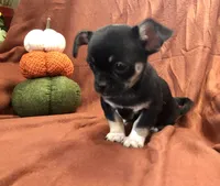 Unique lil shadow, a female Chihuahua and Pekingese for sale in Hendrix, OK – 3 of 9