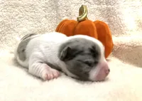 Super tiny blue Merle Prince, a male Chihuahua for sale in Hendrix, OK – 2 of 3
