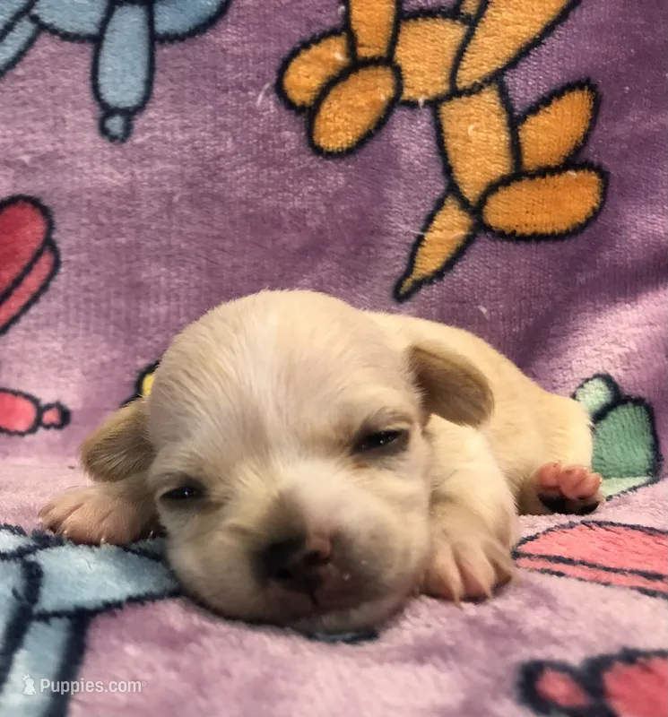 Jackie (long hair) – Chihuahua puppy for sale in Hendrix, OK