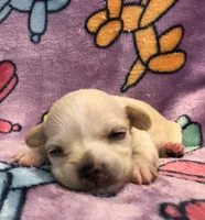 Jackie (long hair), a female Chihuahua for sale in Hendrix, OK – 1 of 6