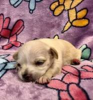 Jackie (long hair), a female Chihuahua for sale in Denison, TX – 3 of 5