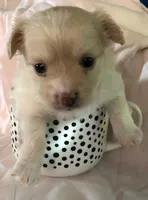Jake, a male Chihuahua for sale in Hendrix, OK – 1 of 3