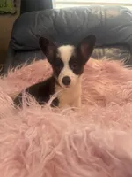 Tiny Morgan, a female Pembroke Welsh Corgi for sale in Hendrix, OK – 8 of 9