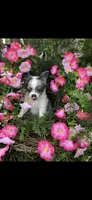 Tiny tiny blue eyes, a male Chihuahua for sale in Hendrix, OK – 6 of 9