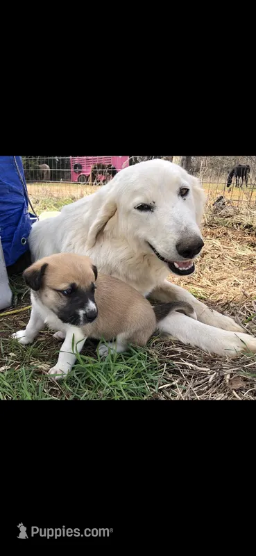 Betsy, a female Australian Shepherd and Great Pyrenees for sale in Denison, TX – Photo 1 of 1