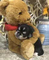 Reba, a female Chihuahua and Pekingese for sale in Hendrix, OK – 2 of 5