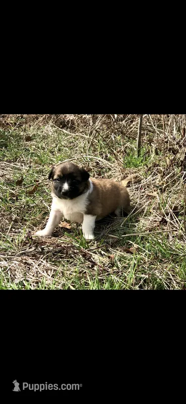 Denali, a female Australian Shepherd and Great Pyrenees for sale in Denison, TX – Photo 1 of 2