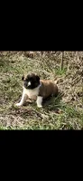 Denali, a female Australian Shepherd and Great Pyrenees for sale in Denison, TX – Photo 1 of 2
