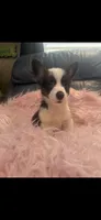 Tiny Morgan, a female Pembroke Welsh Corgi for sale in Hendrix, OK – 1 of 8