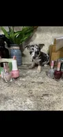 Blue, a male Chihuahua for sale in Hendrix, OK – 4 of 7