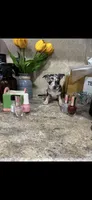 Blue, a male Chihuahua for sale in Hendrix, OK – 5 of 7