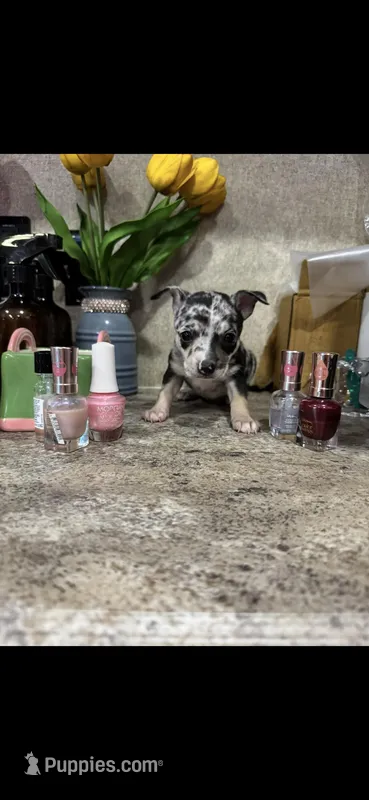Blue – Chihuahua puppy for sale in Hendrix, OK