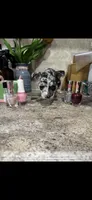 Blue, a male Chihuahua for sale in Hendrix, OK – 3 of 7