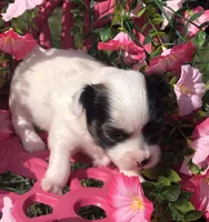 Jed (longhair), a male Chihuahua for sale in Hendrix, OK – 2 of 9