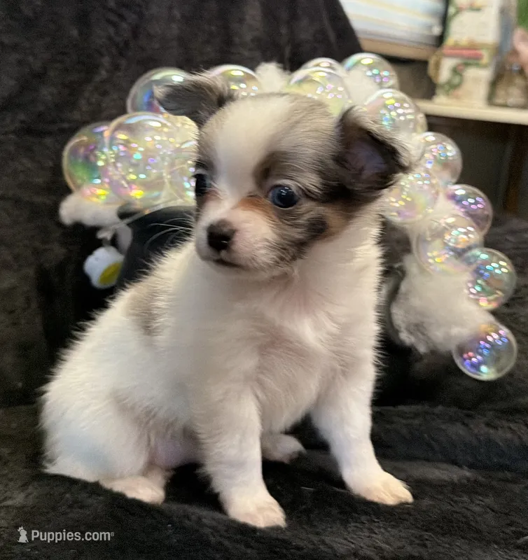 Princess (blue Merle) (LH) – Chihuahua puppy for sale in Hendrix, OK