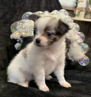 Princess (blue Merle) (LH), a female Chihuahua for sale in Hendrix, OK – 1 of 8