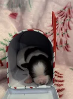 Tiny Kale, a male Chihuahua for sale in Hendrix, OK – 4 of 6