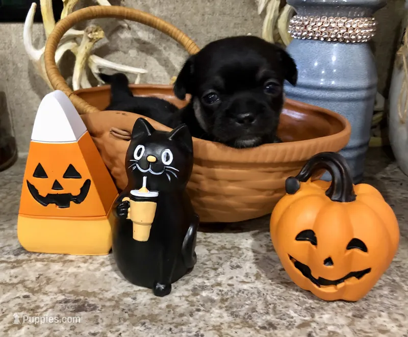 Shadow – Chihuahua, Pekingese puppy for sale in Hendrix, OK