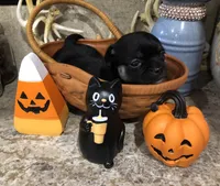 Shadow, a female Chihuahua and Pekingese for sale in Hendrix, OK – 3 of 4