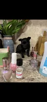 Tiny, tiny, tiny shadow (LH), a male Chihuahua for sale in Hendrix, OK – 8 of 10