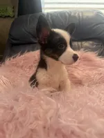 Tiny Morgan, a female Pembroke Welsh Corgi for sale in Hendrix, OK – 3 of 9