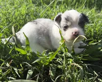 Prince, a male Chihuahua for sale in Hendrix, OK – 2 of 3