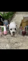 Tiny white princess, a female Chihuahua for sale in Hendrix, OK – 3 of 6