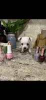Tiny white princess, a female Chihuahua for sale in Hendrix, OK – 5 of 6