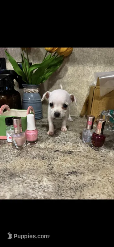 Tiny white princess, a female Chihuahua for sale in Hendrix, OK – 1 of 6