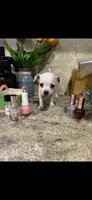 Tiny white princess, a female Chihuahua for sale in Hendrix, OK – 1 of 6