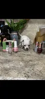 Tiny white princess, a female Chihuahua for sale in Hendrix, OK – 2 of 6