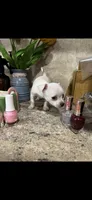 Tiny white princess, a female Chihuahua for sale in Hendrix, OK – 6 of 6